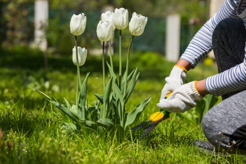 A person wearing striped long sleeves and white gardening gloves is kneeling on a well-maintained green lawn in a garden in Hornsey. They are using a small hand trowel to tend to a cluster of white tulips with long green leaves, planted in a flower bed. The flower bed is bordered by dark, rich soil and the tulips are arranged in a neat row. In the background, there is a lawn area surrounded by a green hedge and a fenced boundary, with a few trees visible further back. The overall scene suggests outdoor gardening activity during daylight with natural lighting, showcasing a tidy and organized garden space that could benefit from professional landscaping or lawn care services offered by companies like Landscapers Hornsey.