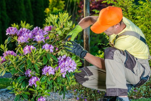 A gardener wearing an orange cap, yellow and grey gardening clothing, and green gloves is crouched down in a garden, tending to a large vibrant purple flowering shrub. The shrub features dense foliage with dark green leaves and clusters of bright purple blossoms, creating a striking contrast. The surrounding environment includes various green trees and bushes, indicating a well-maintained garden space typical of residential outdoor areas in Hornsey. The soil or mulch bed where the shrub is planted appears neat and free from debris. The lighting suggests a bright, clear day with natural sunlight highlighting the vivid colours of the flowers and leaves. This scene exemplifies professional gardening and landscaping activities, such as pruning or inspecting plants, aligned with services offered by companies like Landscapers Hornsey, to enhance local gardens' aesthetics and health.