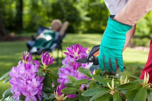 A close-up view of a gardener's hand wearing a turquoise gardening glove, using pruning shears to trim a vibrant bush of pink and purple rhododendron flowers situated in a well-maintained garden. In the background, there is a neatly mown lawn with lush green grass, bordered by a variety of trees and shrubbery, creating a natural, landscaped outdoor space. The scene suggests professional gardening or pruning activity typical of outdoor garden maintenance services in Hornsey, with sunlight filtering through the foliage, highlighting the healthy growth and vibrant colours of the plants. The setting emphasizes orderly garden design, incorporating flowering shrubs, constituent plants, and neatly trimmed greenery, reflecting quality landscape and gardening work provided by companies like Landscapers Hornsey in the local area. The overall environment is calm and inviting, ideal for outdoor gardening tasks aimed at maintaining an attractive and thriving garden space.