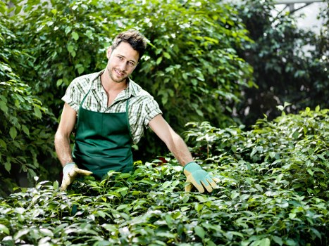 A smiling male gardener wearing a green apron and gloves stands in a lush, well-maintained garden in Hornsey, surrounded by a variety of green shrubs and leafy plants. The garden features a neatly edged lawn in the foreground, with a pathway or paved area visible in the background alongside mature trees and dense hedges, creating a natural enclosure. The sunlight filters through the foliage, casting a gentle light over the scene, suggesting a pleasant day suitable for outdoor garden care. The gardener appears to be engaged in pruning or inspecting the plants, emphasizing professional gardening services by Landscapers Hornsey focused on maintaining healthy, attractive outdoor spaces in the local area, blending natural elements like grass, shrubs, and trees with practical garden infrastructure.