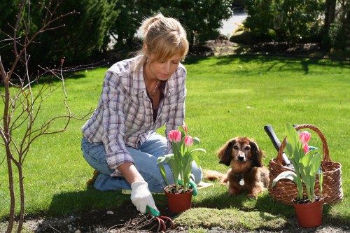 A woman wearing a checkered shirt and jeans is kneeling on a neatly maintained grassy lawn, engaged in planting pink tulips in a flower bed. She is wearing gardening gloves and appears to be carefully placing or tending to the plants. Beside her, a small brown and white puppy sits on the grass, observing the activity. In the background, there are well-trimmed hedges and trees, and a wooden garden fence is partially visible. To her right, there are two additional pots with blooming tulips and a wicker basket containing gardening tools, indicating active gardening work. The outdoor space is bathed in natural daylight under a clear sky, with lush green grass and cultivated flower beds suggesting a tidy, landscaped garden environment in Hornsey, supporting local gardening and lawn care services offered by Landscapers Hornsey.