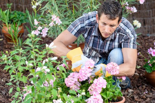 A man wearing a short-sleeved checkered shirt is tending to a flower bed in a garden, using yellow gardening gloves to carefully tend to pink flowering plants and green foliage. The garden features rich, dark soil and a variety of plants, including some flowering species with delicate pink blossoms and lush green leaves. In the background, potted plants and additional greenery are visible, indicating a well-maintained outdoor space typical of a residential garden in Hornsey. The scene appears to be outdoors on a bright, clear day, with natural light illuminating the plants and the gardener's focused expression. This detailed view of garden care and floral arrangement highlights landscaping and gardening services offered by Landscapers Hornsey, emphasizing their expertise in flower bed creation and outdoor maintenance for homes in the local area or broader London surroundings.